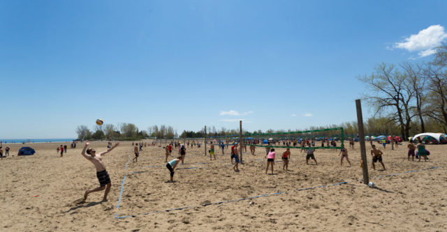 woodbine